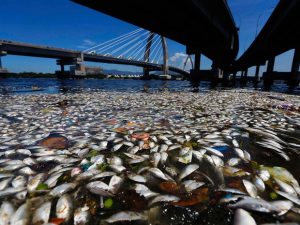 peixes baia da guanabara